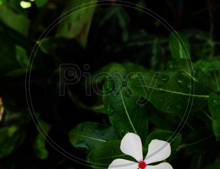 Portrait Image Of Periwinkle White Flower On The Right Corner And The Main Attaction Of Image For Social Media Posts, Ads And Many More For Digital Work Purposes