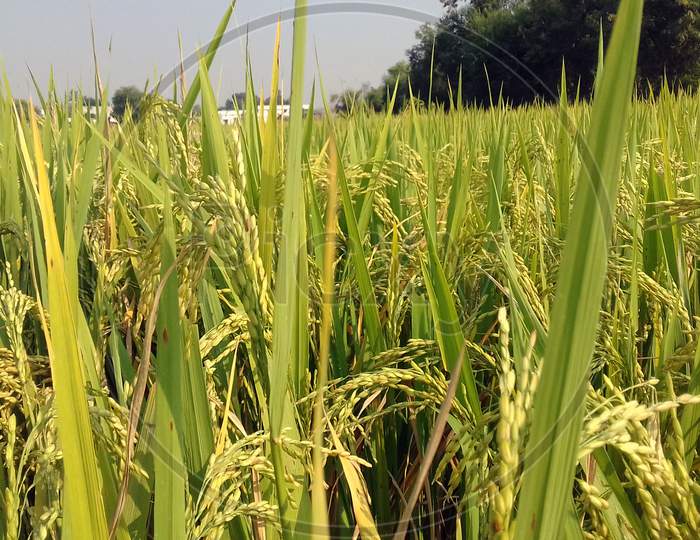 paddy field with beautiful green view and grains