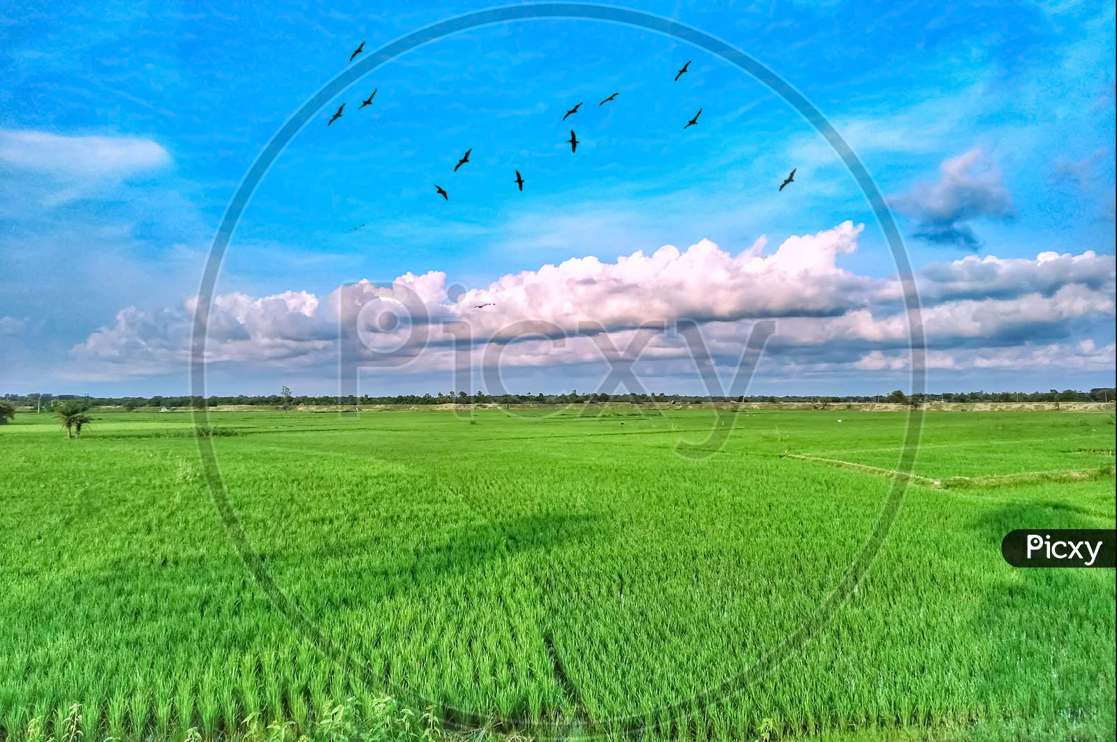 Green paddy fields