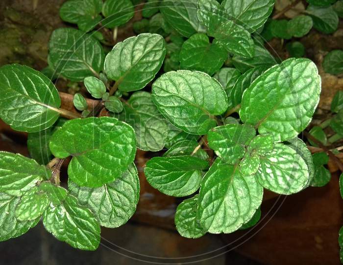 mint leaves on the plant in the home garden