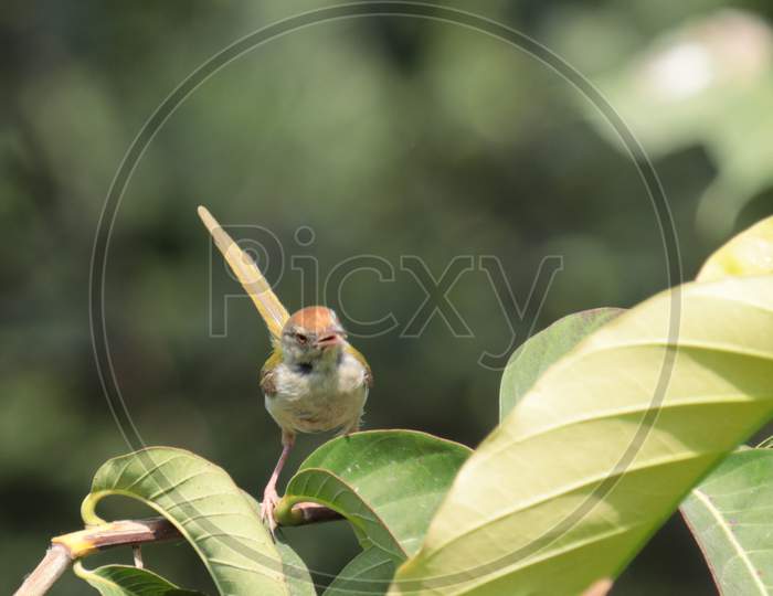 Tailor Bird Chirping in the garden