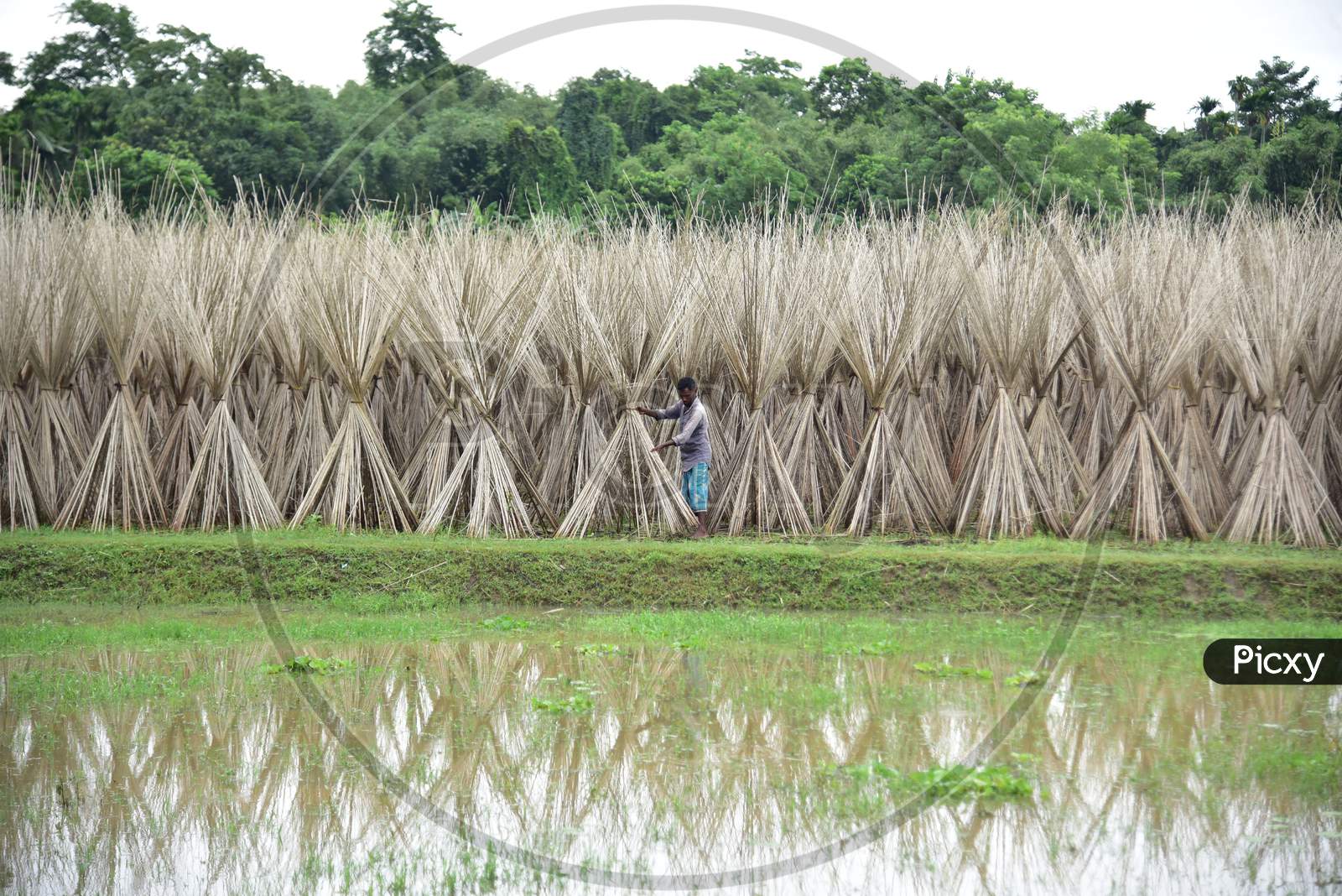 A  Farmer Arranges Jute Sticks To Dry After Extracting Fibers, In A Village In Nagaon District Of Assam On Sept 26,2020.