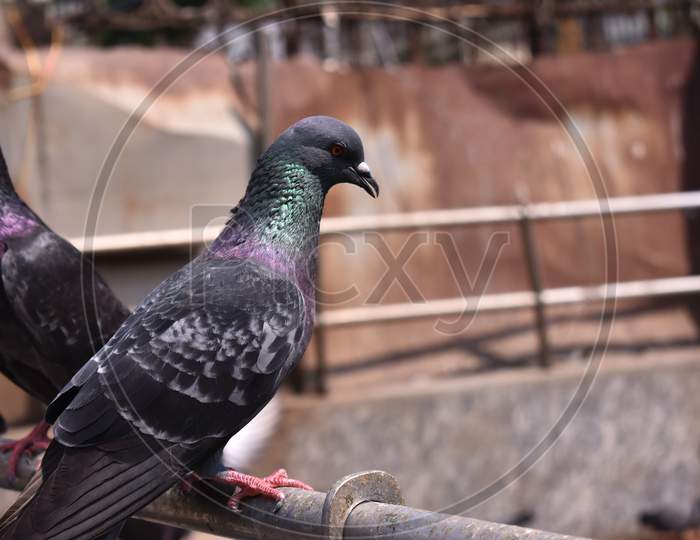 Closeup Image Of A Pigeon Sitting Alone