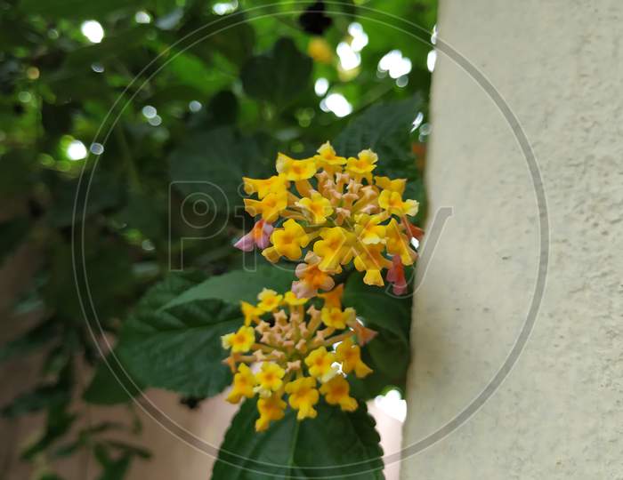 Yellow And Pink Color Camara Lanatana Flower Isolated On Leaves Background