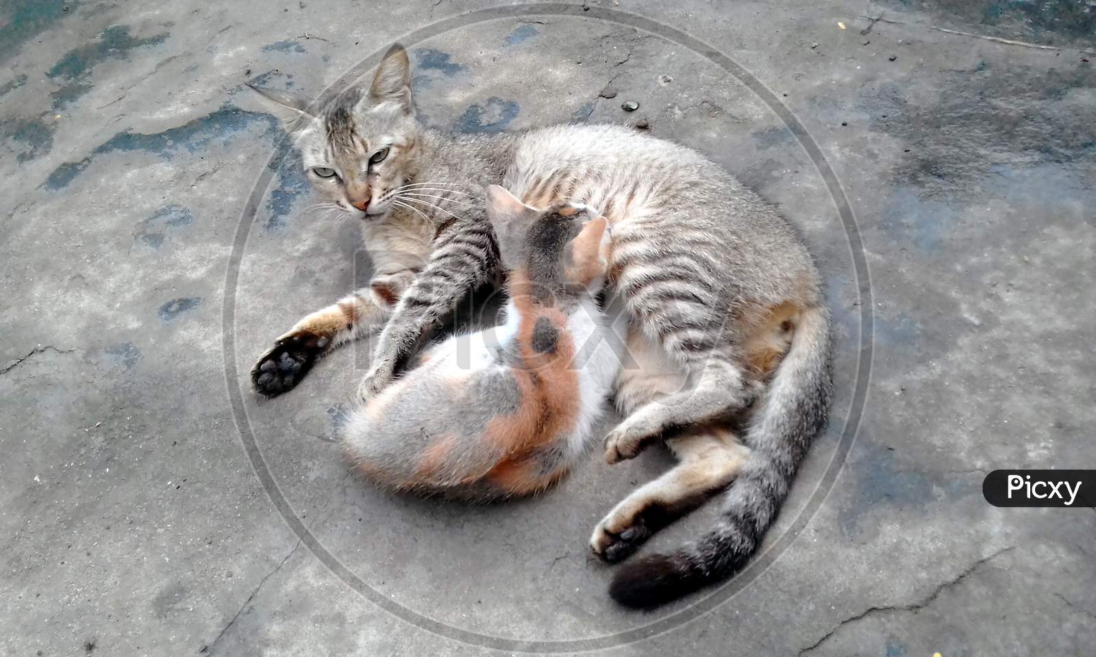 Image of the Indian cat looks like tiger sitting with it's baby ...