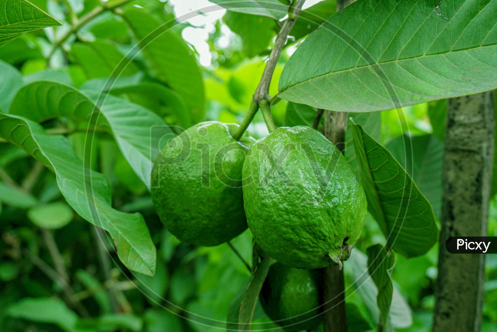 Green Guava Fruit Hanging On Tree In Agriculture Farm Of Bangladesh In Harvesting Season