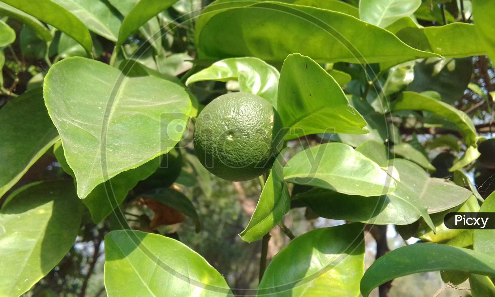 orange fruits in the tree.