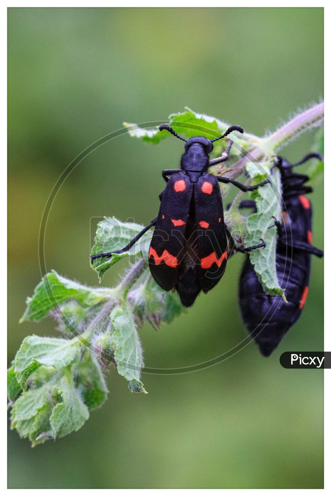 Hycleus beetle