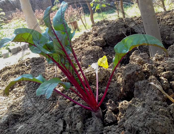 beetroot vegetable with awesome leaves.