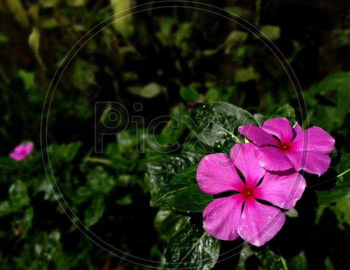Landscape Picture Of Periwinkle Pink Flower Background With Green For Social Media Posts, Ads And Many More For Digital Work Purposes
