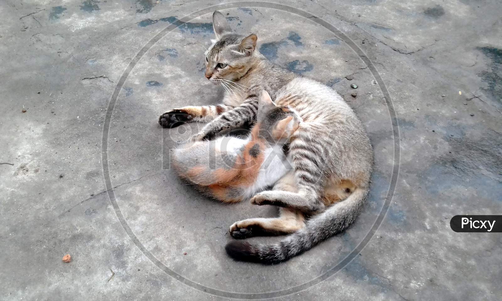 Image of the Indian cat looks like tiger sitting with it's baby ...