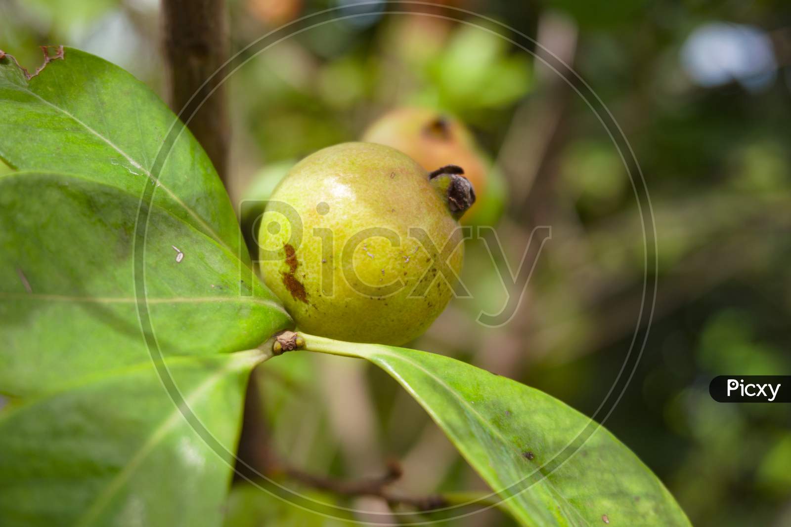 Dumur Or (Dumur In Bangla Ficus Carica) Hairy Fig, Ficus Hispida, Cluster Fig Tree - Flora Of Bangladesh