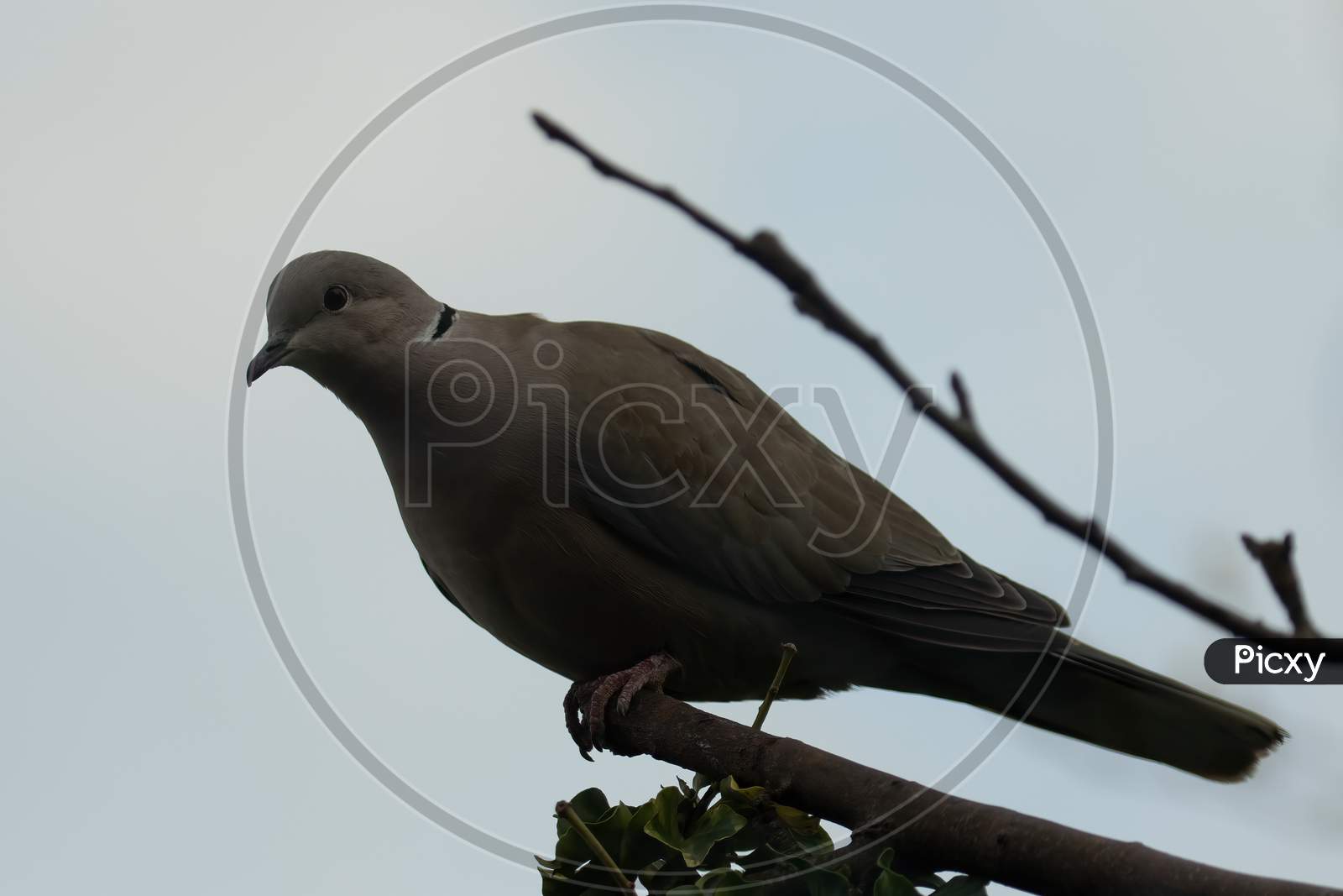Collared Dove. Streptopelia Decaocto, Perched On Branch