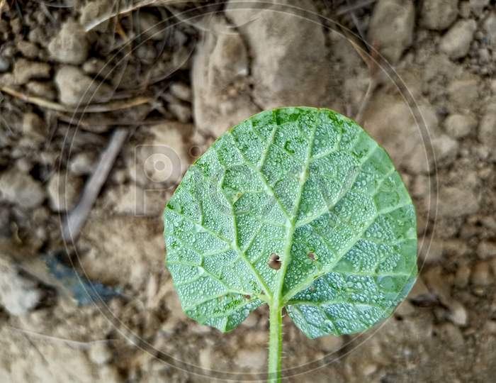 Single green leaf