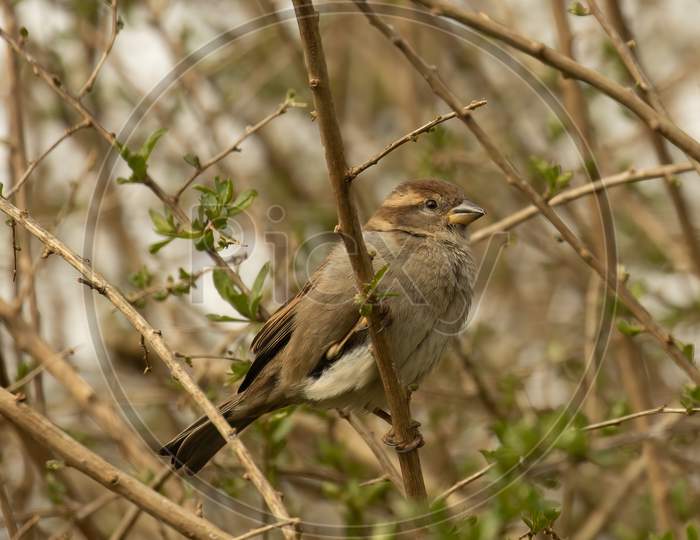 Young Female House Sparrow, Passer Domesticus, Perched Branch,