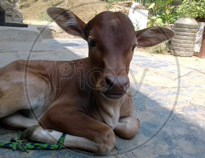 very cute calf of the Indian cow sitting on the ground.