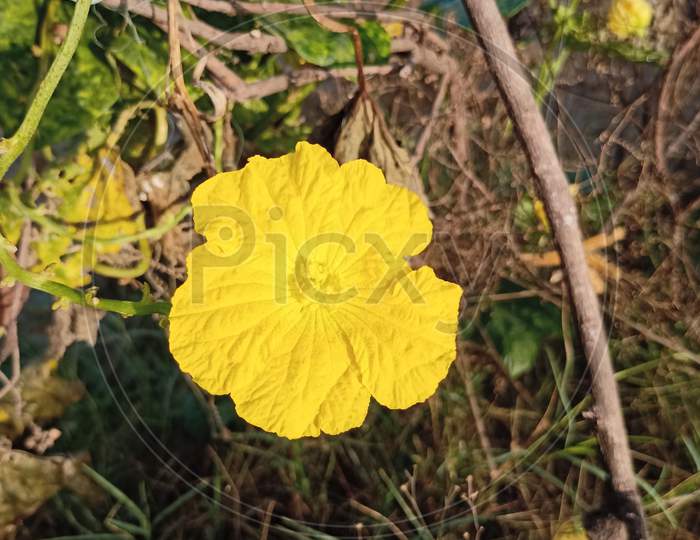 Luffa flower (तोरई का फूल)
