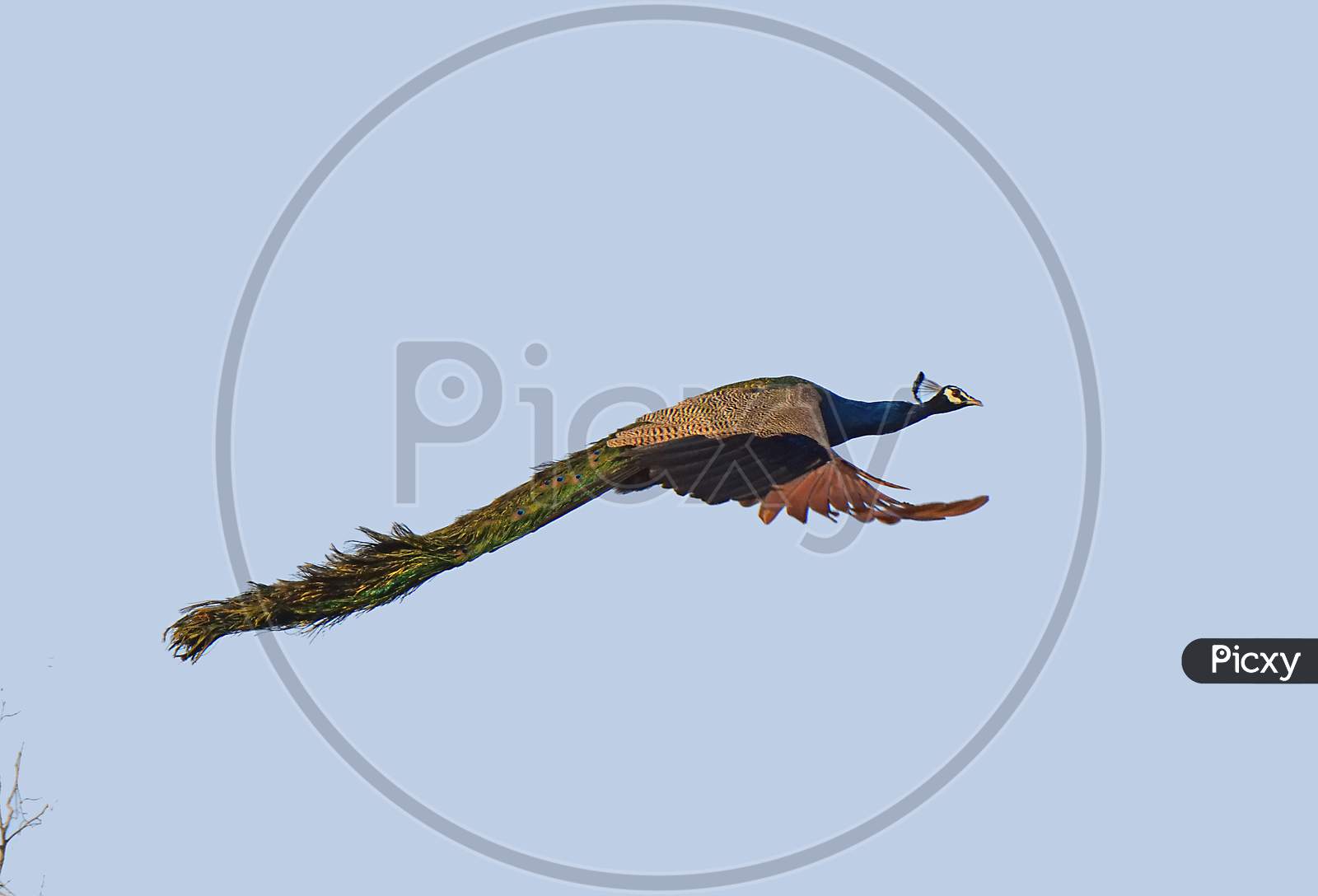 Peacock in flight