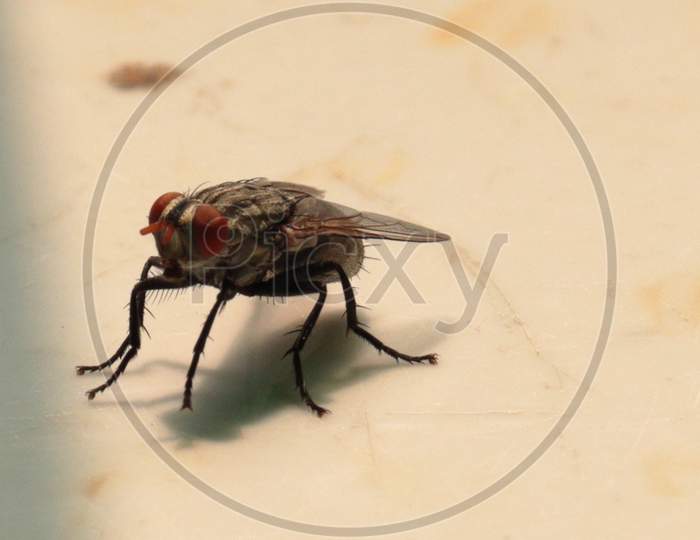 House Fly on a Lazy Afternoon
