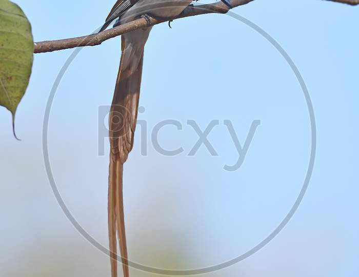 Asian Paradise Flycatcher male
