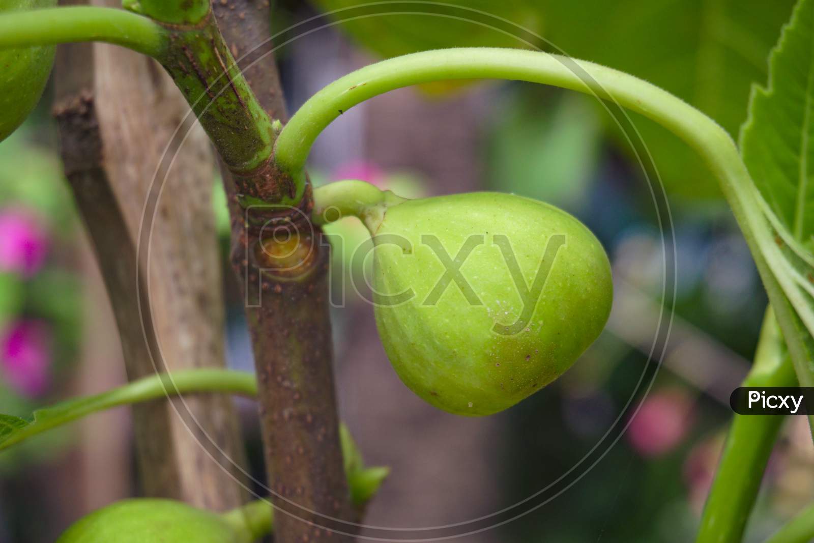 Dumur Tree, Dumur Fruit , Ficus Racemosa (Ficus Glomerata Roxb.) Is A Species Of Plant In The Family Moraceae. Popularly Known As The Cluster Fig Tree,