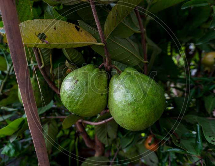 Young Green Guava Fruit Hang On The Guava Tree.