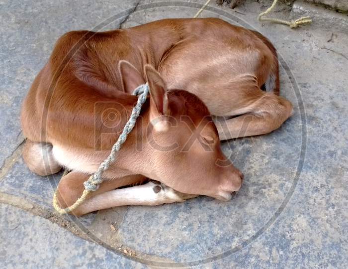calf of Indian cow