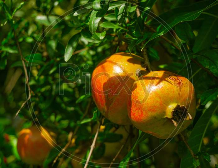 The Red pomegranate (Punica granatum) Growing in Your Garden. Pomegranate is hanging on the tree.