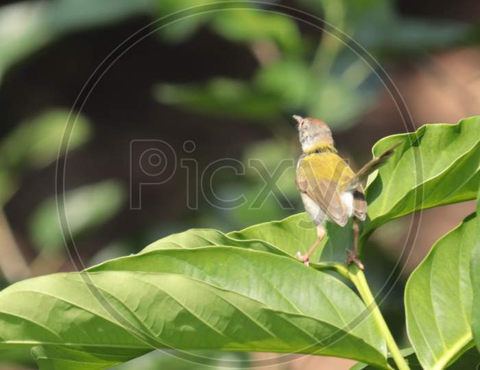 Tailor Bird Chirping in the garden