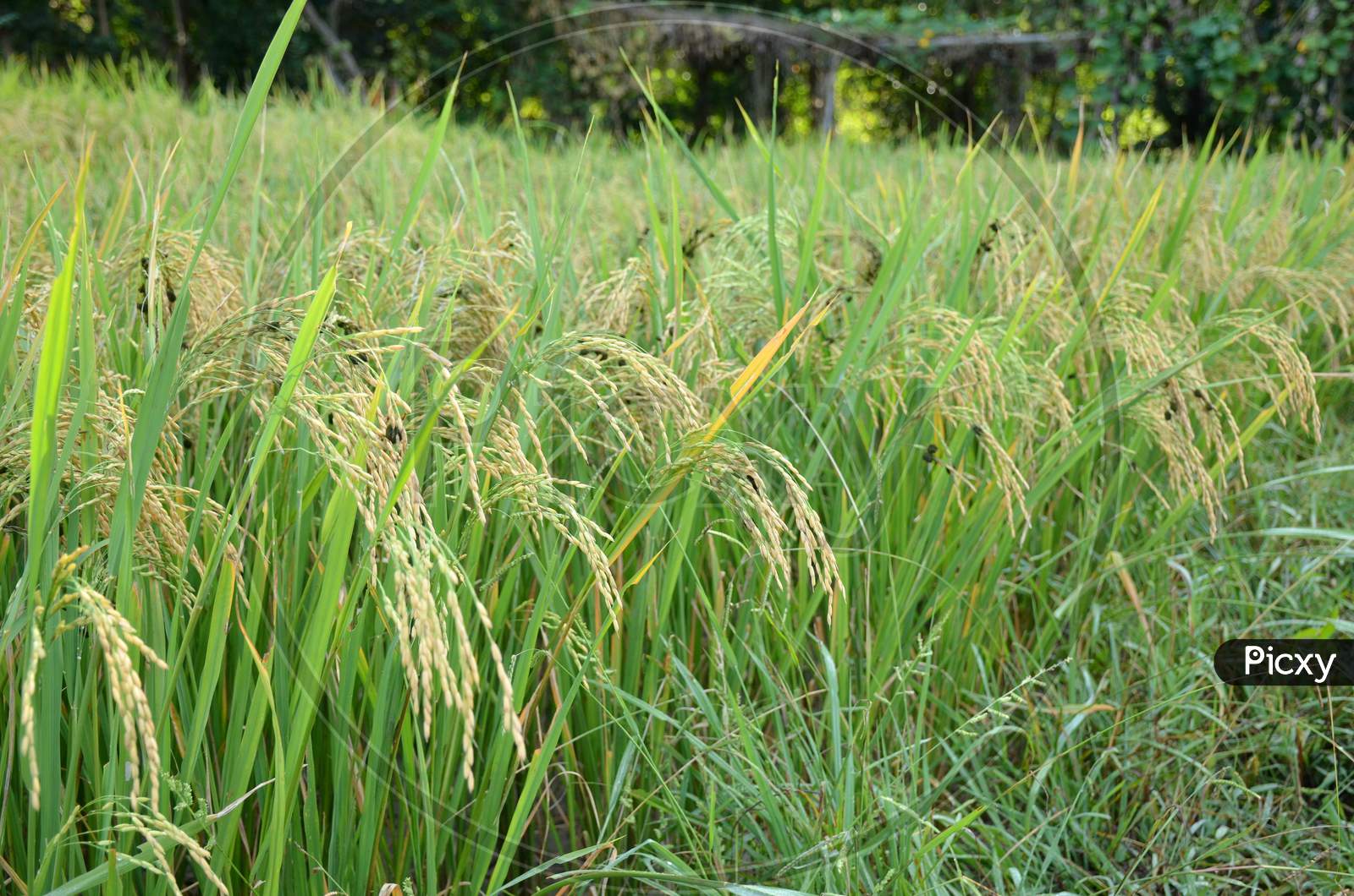 The Green Ripe Paddy Plant Grains In The Field Meadow.