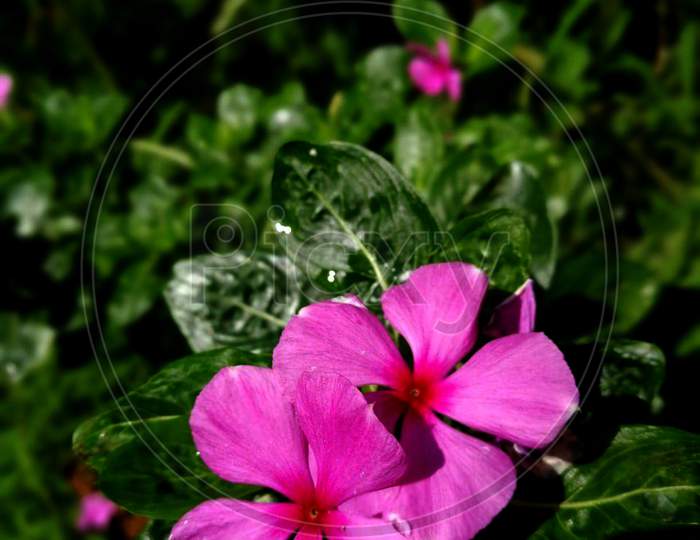 Portrait Image Of Periwinkle Pink Couple Flower Centre Attaction Of Image For Social Media Posts, Ads And Many More For Digital Work Purposes