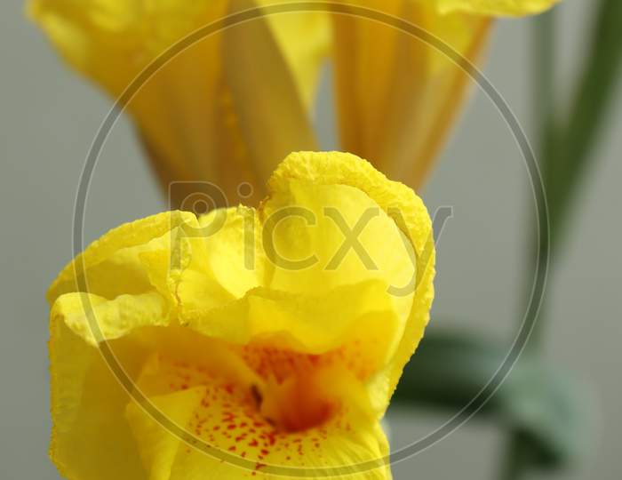 Canna or canna lily is the only genus of flowering plants in the family Cannaceae, consisting of 10 species.  R