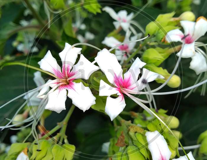 Beautiful white pink flower