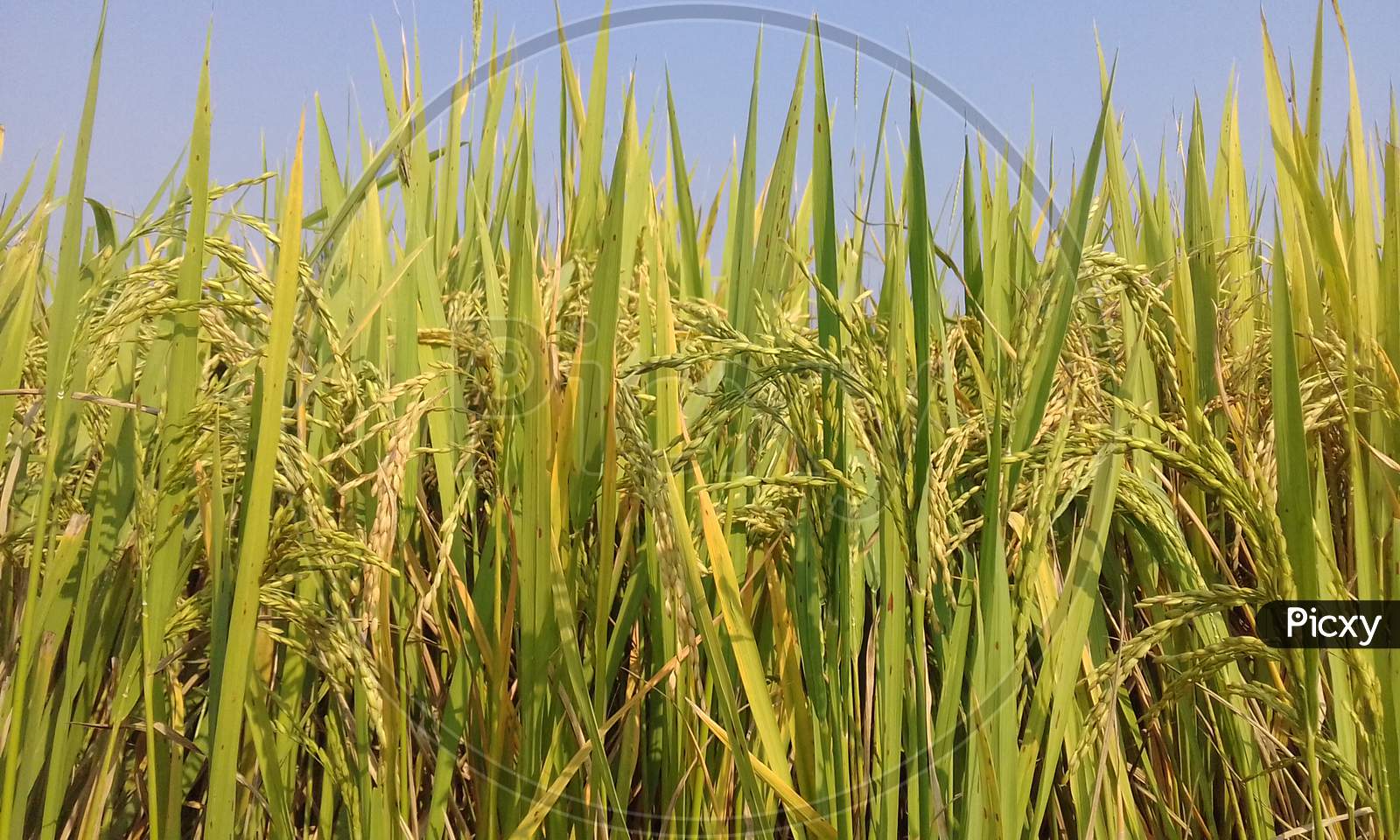 paddy field with beautiful green view and grains