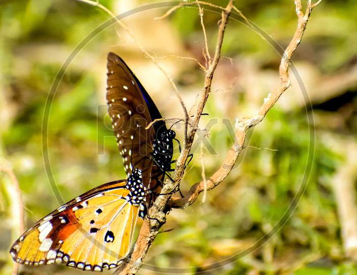 Two Butterflies on branch