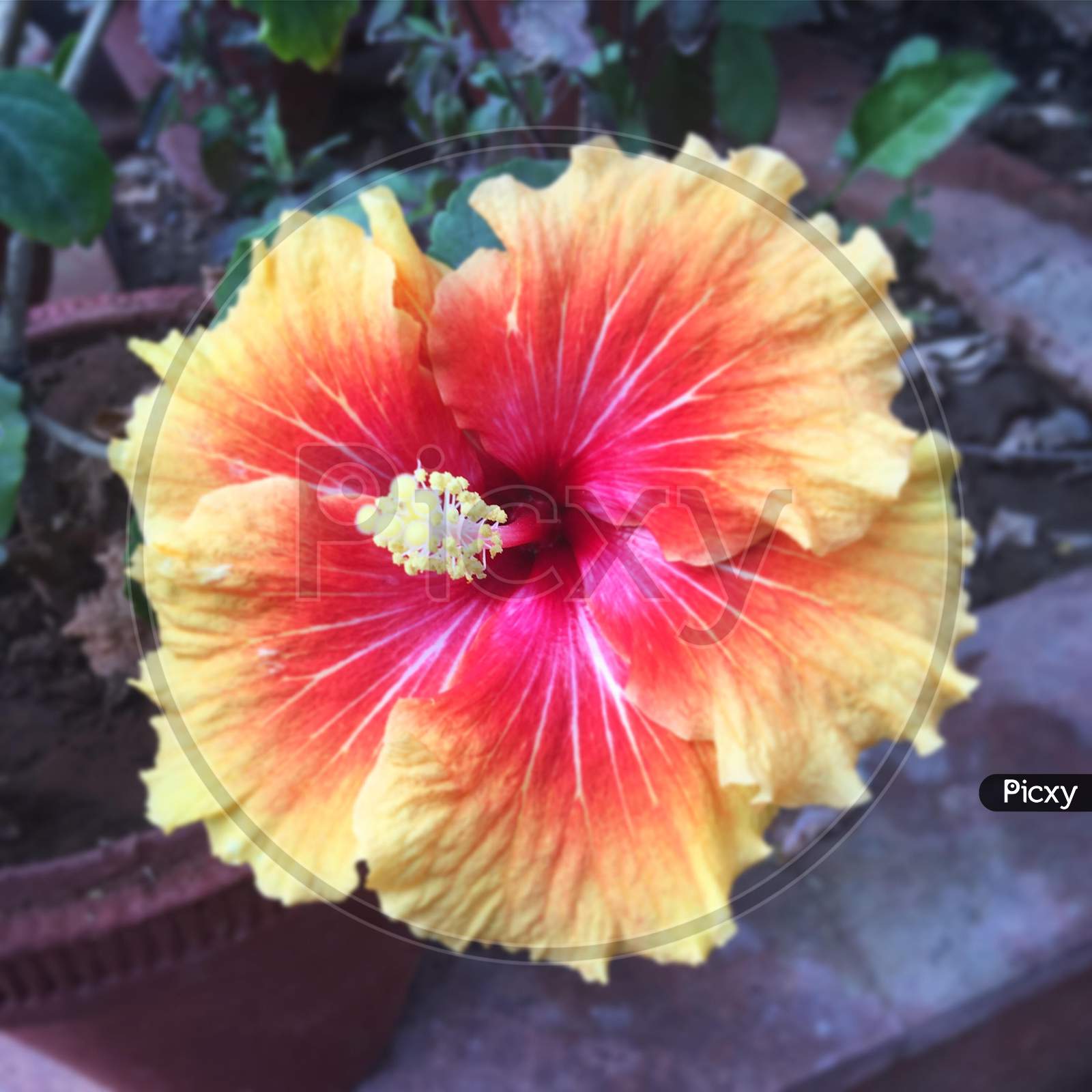 hibiscus of two colours