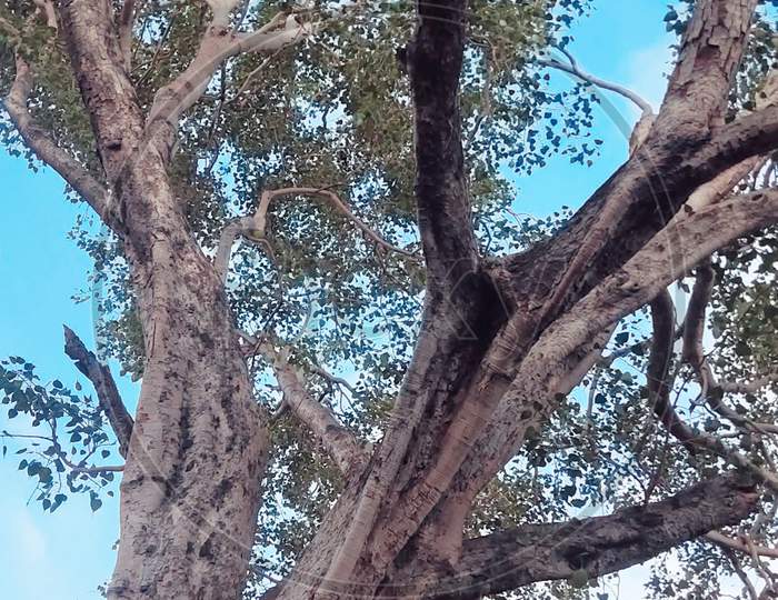 Tree with sky
