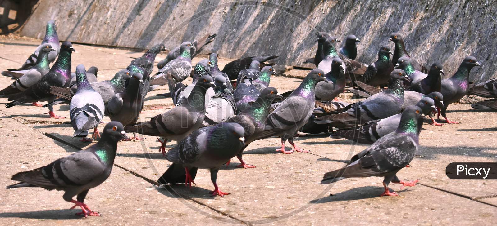 A Group Of Pigeon Sitting On The Ground