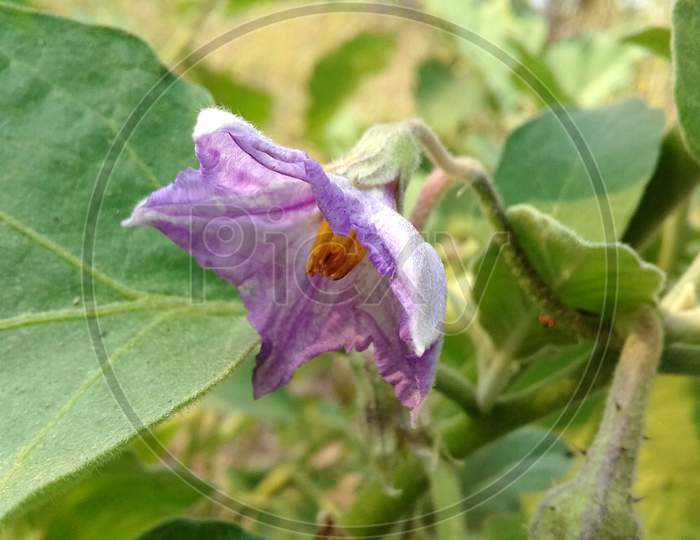 awesome purple flower of brinjal vegetable in the field