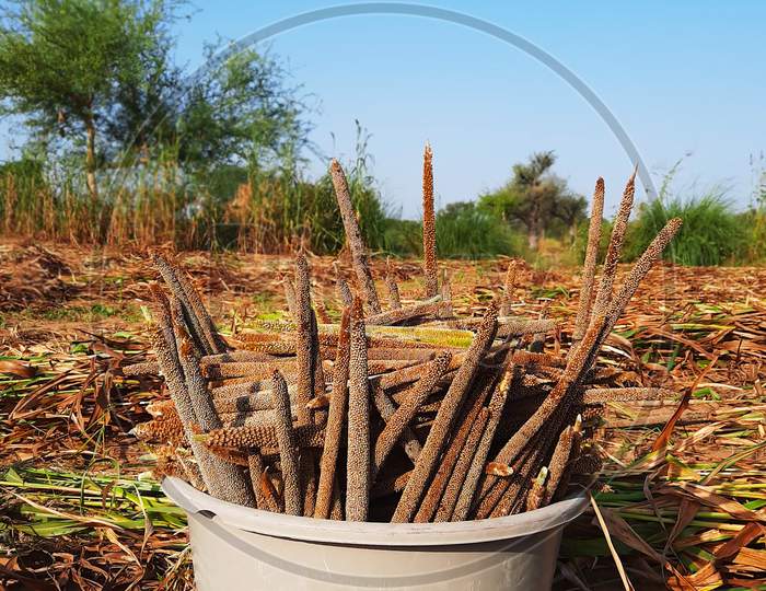 Pile Of Unprocessed Pearl Millet In A Basket In Indian Field While Crop Harvesting Vertical Photo