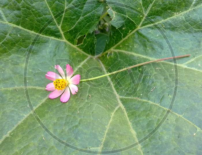 beautiful pink  flower with green pumkin leaf
