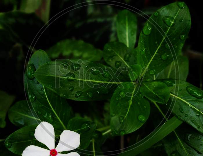 Portrait Image Of Periwinkle White Flower On The Left Corner And The Main Attaction Of Image For Social Media Posts, Ads And Many More For Digital Work Purposes
