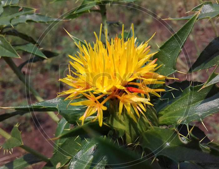 yellow flower with spikes in the field of vegetable