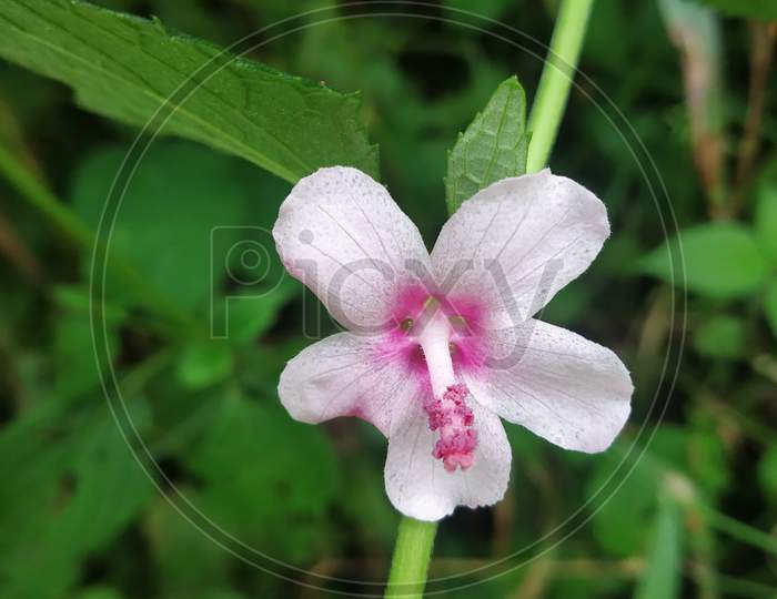 Beautiful pink flower dendrobium