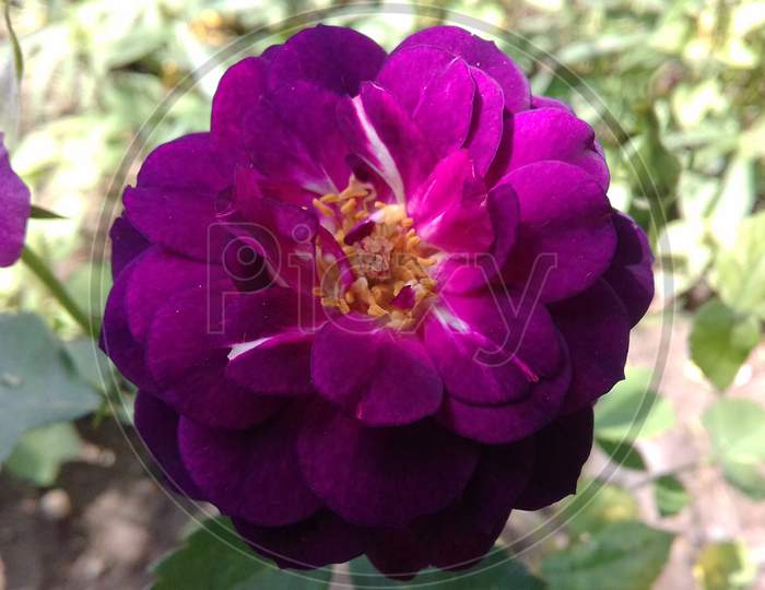 purple rose HD