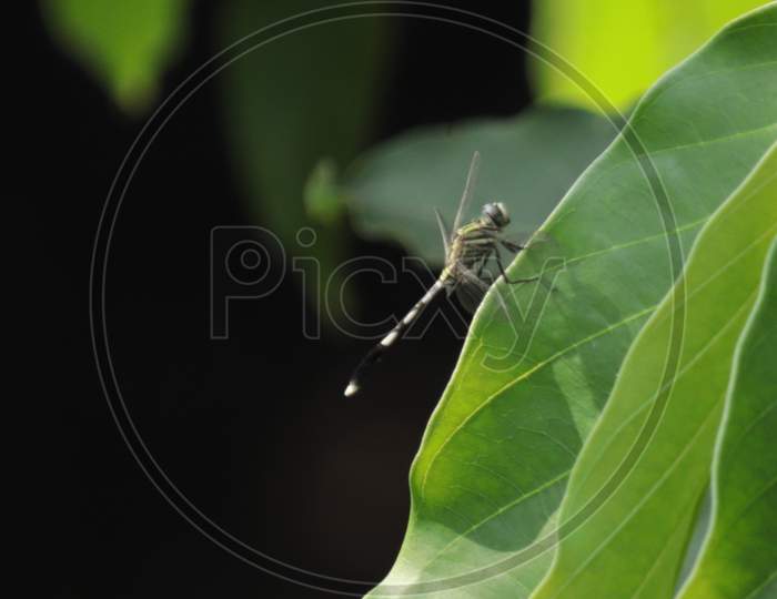 Winged fly on the plant
