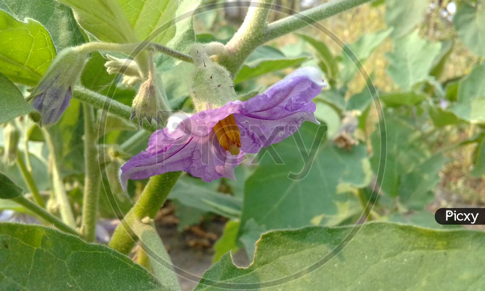 awesome purple flower of brinjal vegetable in the field