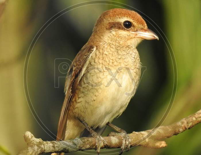 Adorable Sparrow