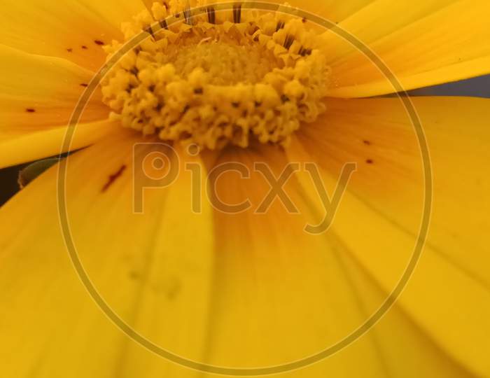Pollen photography