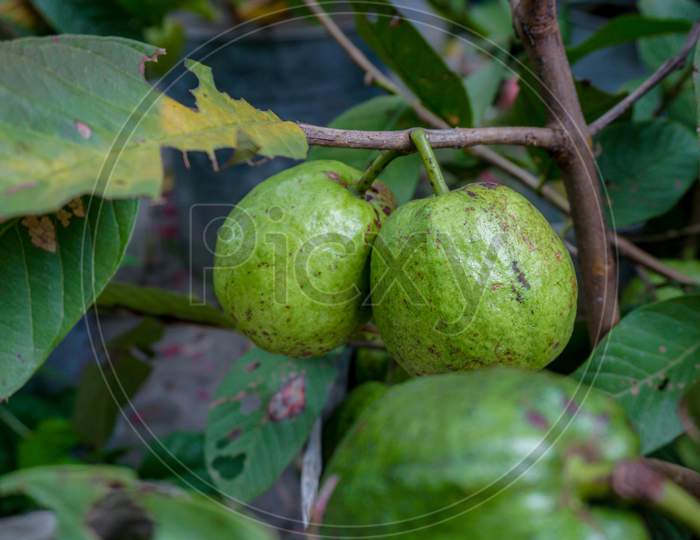 Young Green Guava Fruit Hang On The Guava Tree. Guava Fruit On The Trees In The Garden Ready To Harvest